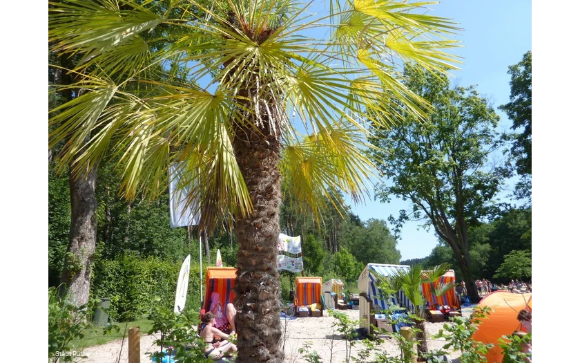 Strandlandschaft mit Palmen und Strandkörben von d