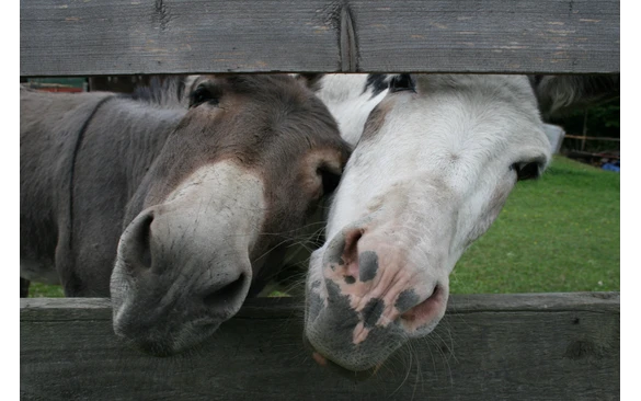 zwei neugierige Esels....jpg