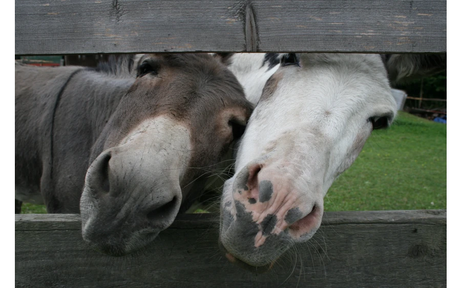 zwei neugierige Esels....jpg