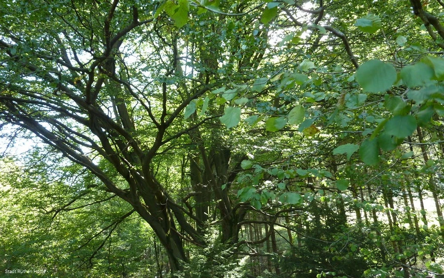 mächtige Hudebuche