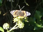 Schmetterling  am Wanderweg
